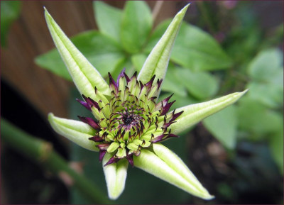 C._BICOLOR_SA_2605.jpg