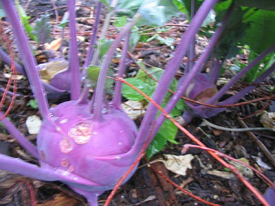 wohlgestalteter_Kohlrabi_fars_2007.jpg