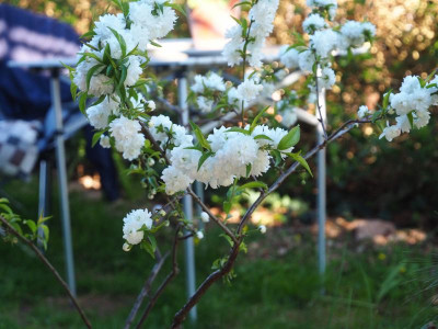 Kirsche Prunus Dehner P4190433.JPG