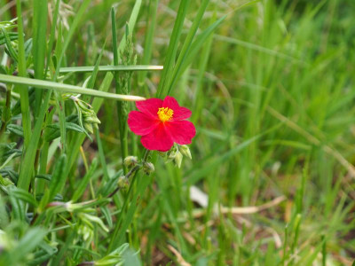 Helianthemum Red Orient P4250007.JPG