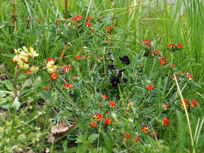 Anthyllis vulneraria ssp. coccinea Primula veris 'Rubriflora' Viola 'Molly Sanderson' P4250001.JPG