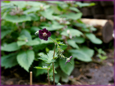 R-Geranium Mournung Widow-1200px.jpg
