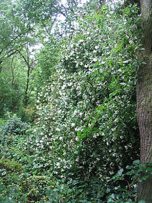 Philadelphus_fars_2007.jpg