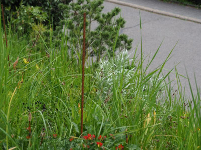 Serphidium canum P4250003.JPG