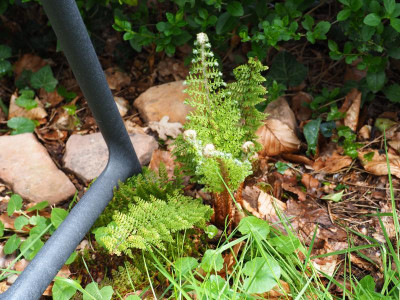 Polystichum Baldwinii P4250038.JPG