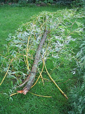 Weidenast_fars_2007.jpg