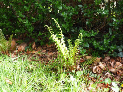 Polystichum acrostichoides Amerikanischer Weihnachtsfarn P4250039.JPG