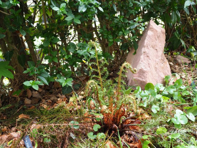 Polystichum Green Lace P4250042.JPG