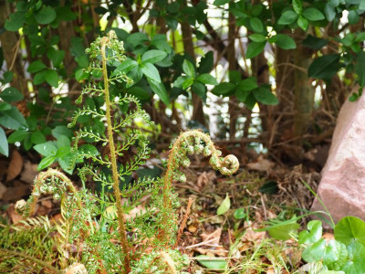 Polystichum Green Lace P4250041.JPG
