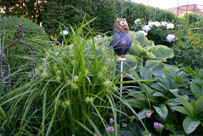 Morgensternsegge0307.jpg