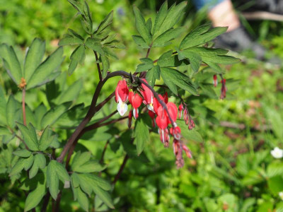 Dicentra Valentine P4240016.JPG