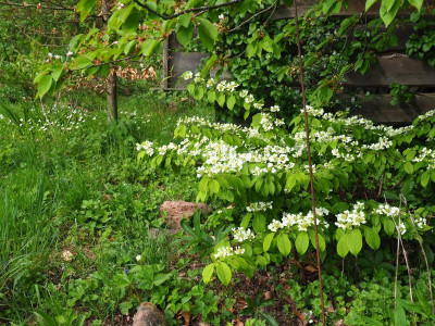 Viburnum plicatum Lanarth P4240017.JPG