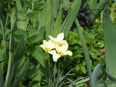 Tulipa Honky Tonk P4240024.JPG