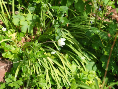 Anemone sylvestris P4240026.JPG