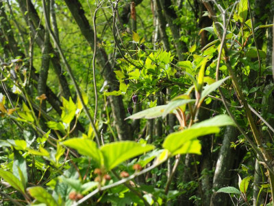Clematis koreana Knospen P4240029.JPG