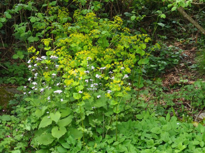 Lunaria rediviva Smyrnium perfoliatum P4240032.JPG