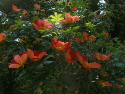 rosarium_baden-_arten_rosa_foetida_bicolor_2007-05-25.jpg