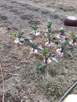 rps20190426_181449.jpg