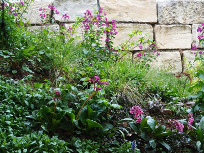 kleines Wiesenstück mit Lunaria und Bergenia P4260006.JPG