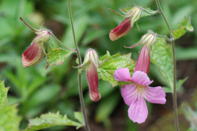 Rehmannia-Auslaeufer-k.jpg