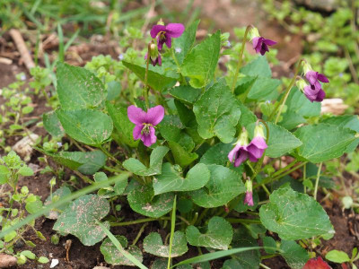 Viola sororia 'Rubra' P4100402.JPG