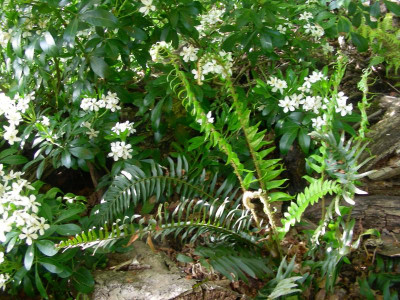 Polystichum munitum vor Choisya DSCN7839.JPG