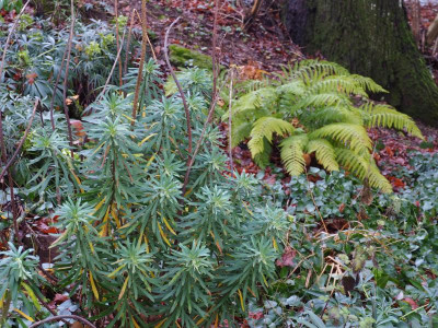 Polystichum aculeatum b PC230156.JPG