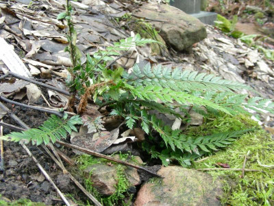 Polystichum neolobatum DSCN5892.JPG