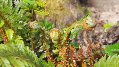 Polystichum neolobatum P4160892.JPG