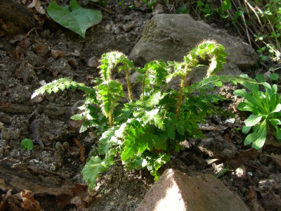 Polystichum polyblepharum DSCN7280.JPG