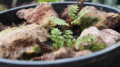 Polystichum x dycei P2120490.JPG
