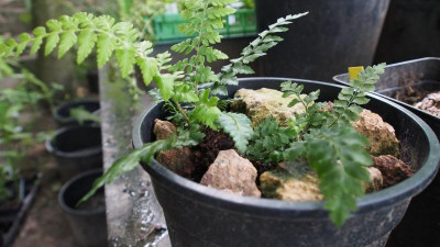 Polystichum x dycei P7120231.JPG