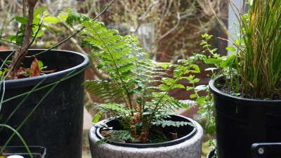 Polystichum x dycei P4050179.JPG
