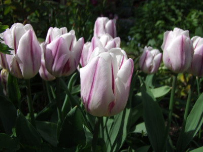 27.04.2019 15-50-05_8361.jpg