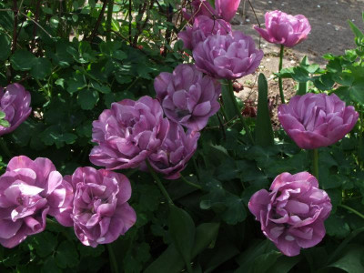27.04.2019 15-51-56_8401.jpg