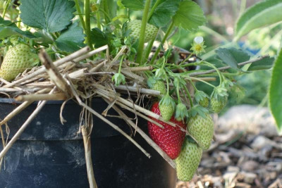 190427_Erdbeeren.jpg