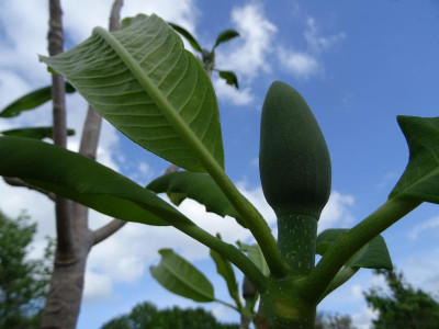 Magnolia officinalis biloba Blüteknospe April 2019.jpg
