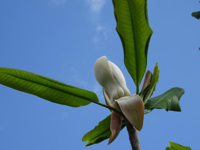 Magnolia officinalis biloba Blüte Anfang April 2019.JPG
