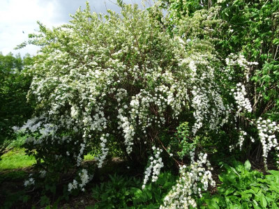 Spirea vanhouttei April 2019.JPG