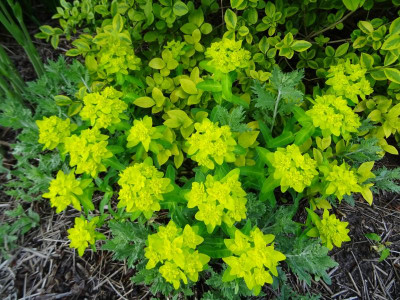 Euphorbia polychroma April 2019.JPG