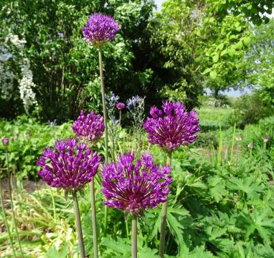 Allium hollandicum Purple Sensation April 2019.jpg