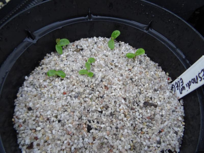 Desmodium elegans Germination April 2019.JPG