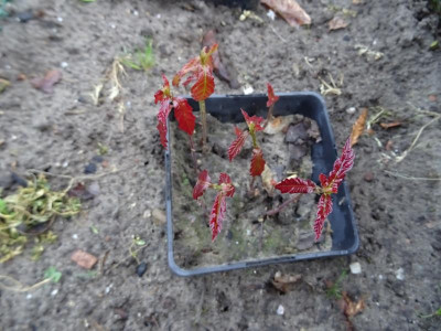 Quercus hartwissiana Germination April 2019.JPG