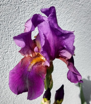 IMG_20190425_151325456_HDR~2.jpg