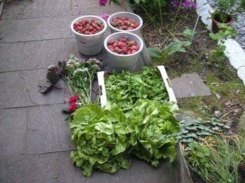 Ernte_25.5.07.jpg