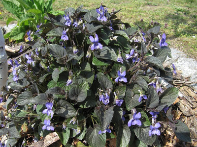 IMG_5952_Viola_24April2019_.jpg