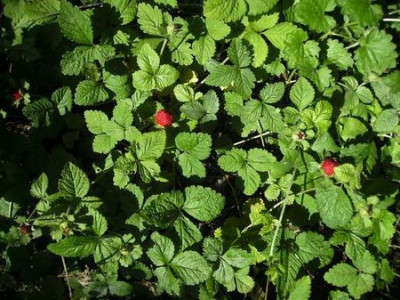 Wilderdbeeren.jpg