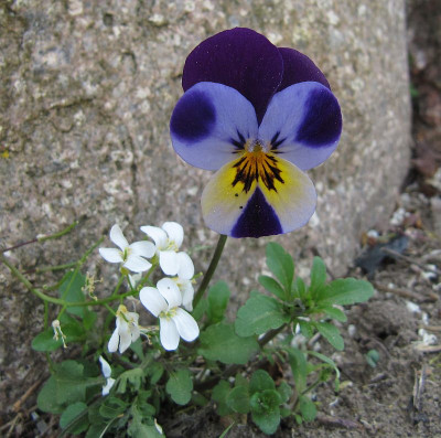 IMG_5977_Hornveilchen_24April2019_.jpg