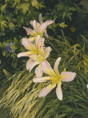 Asterisk003.jpg