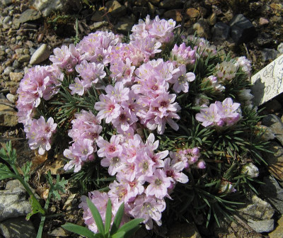 IMG_5961_Ameria_24April2019_.jpg